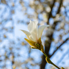 branch with buds of white magnolia blooms on a background of blue sky in early spring