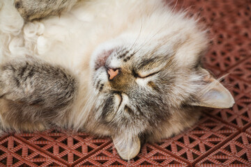 Portrait of Neva Masquerade cat sleeping - 409220423