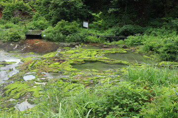 チャツボミゴケ　群馬県吾妻郡中之条町