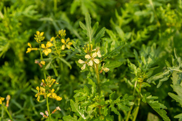 Fototapeta na wymiar Rocket Arugula flowering close-up in garden