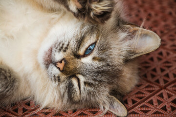 Portrait of Neva Masquerade cat - 409220492