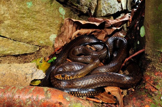 Oriental Ratsnake, Dhaman // Asiatische Rattenschlange (Ptyas mucosa) - Sri Lanka