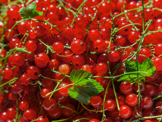 Background of red currant.
 Ripe red currants close-up as background. Harvest the ripe berries of red currants. A bunch of red currants on a branch