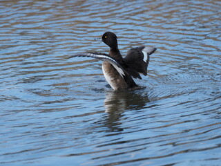 羽を広げるキンクロハジロ
