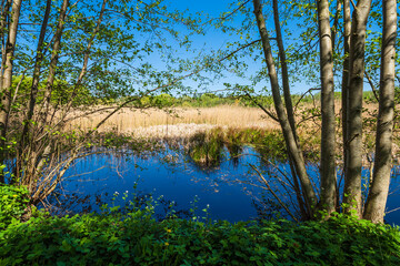 Fototapeta na wymiar Landschaft mit Teich und Bäumen bei Kuchelmiß