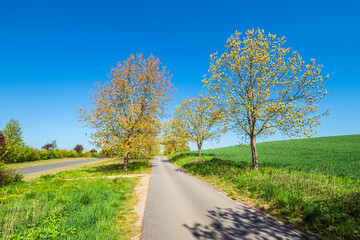 Landschaft mit Straße und Bäumen bei Kuchelmiß