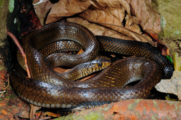 Asiatische Rattenschlange / Oriental Ratsnake, Dhaman (Ptyas mucosa) - Sri Lanka