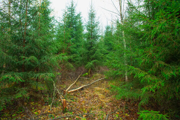 Young seedlings grow on the site of a felled forest. The concept of reforestation after felling.