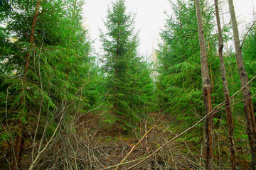 Young seedlings grow on the site of a felled forest. The concept of reforestation after felling.