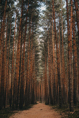 Obraz premium Roztocze, Poland - beautiful dark and moody forest, a path with straight trees