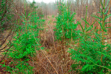 Young seedlings grow on the site of a felled forest. The concept of reforestation after felling.