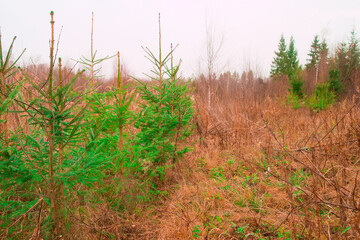 Young seedlings grow on the site of a felled forest. The concept of reforestation after felling.