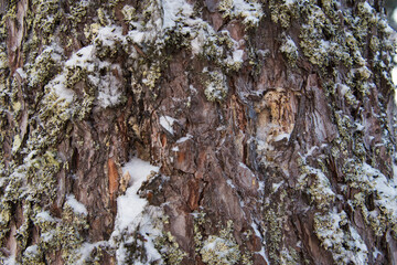 Frosted tree bark with snow.