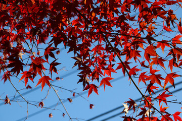 紅葉 モミジ もみじ 葉っぱ 赤い 落ち着いた 綺麗 美しい 秋