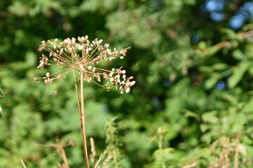 Dill umbrella in the rays of the summer sun close-up