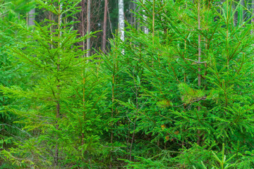 Young seedlings grow on the site of a felled forest. The concept of reforestation after felling.