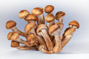 Composition of forest mushrooms (honey agarics) and autumn leaves on a white background