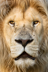 Large white male Lion ( Panthera leo ) close-up face portrait. Stock - 409222688