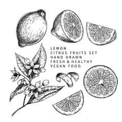 Hand drawn lemon fruit and leaf. Engraved vector illustration. Sour citrus exotic plant. Summer harvest, jam or cocktail vegan ingredient. Menu, package, cosmetic, food design.