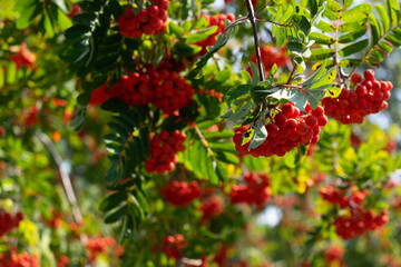 Red berries on a branch 