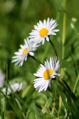 Das Gänseblümchen ist eine Pflanzenart der Familie der Korbblütler