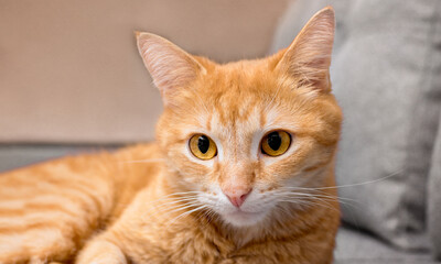 Fototapeta na wymiar Close-up portrait of a ginger domestic cat.