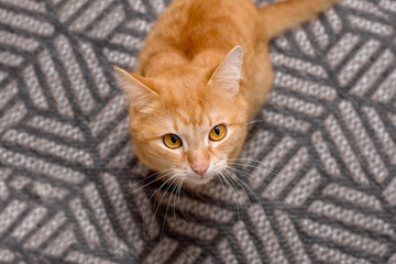 Ginger cat sits on a gray carpet, top view