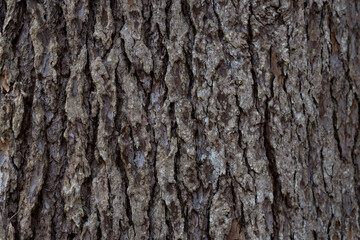 Bark Tree Texture, Atlantic cedar trunk, natural wood background
