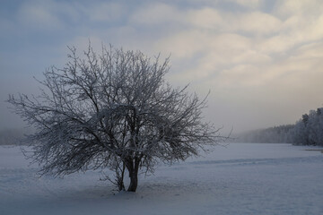 A lonely tree by a frozen lake. Winter landscape.