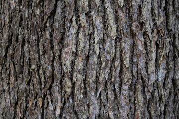 Bark Tree Texture, Atlantic cedar trunk, natural wood background