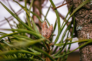The resin is baked on pine cones.