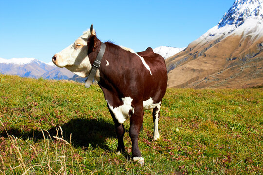 Abondance cow with bell grazing in a Savoy meadow
