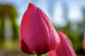 The sun's rays lit up the petals of tulip buds.