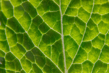 Closeup extreme macro texture view of green wood sheet tree leaf. Inspirational nature spring or summer wallpaper background. Change of seasons concept. Close up selective focus
