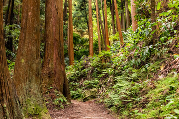 Ein Trail durch den subtropischen Wald der Insel Sao Miguel auf den Inseln der Azoren