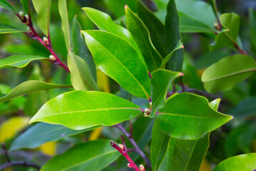 Prunus laurocerasus or cherry laurel green leaves in sunlight - obrazy, fototapety, plakaty