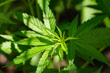 jeune pousse de chanvre