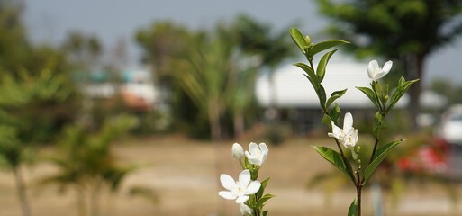flowers in the garden