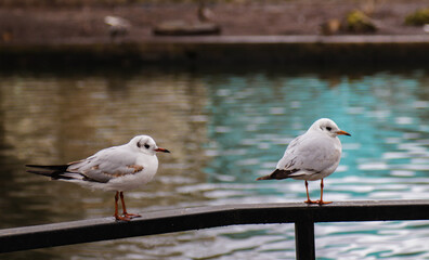 Two seagulls sit on the railing by the lake wallpaper