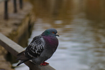 a lone pigeon looks at the lake