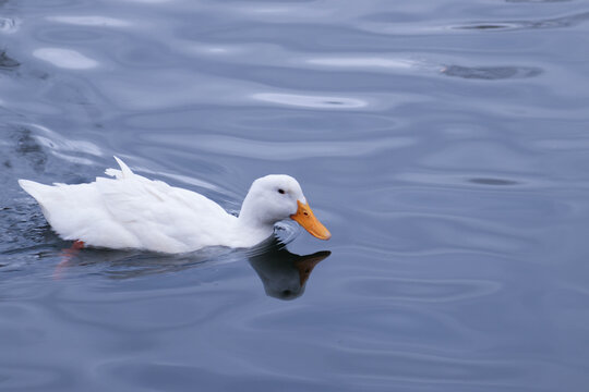 white duck on the lake