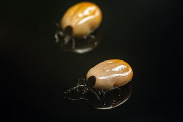 Mite is a dangerous parasite and carrier of infections on a black background