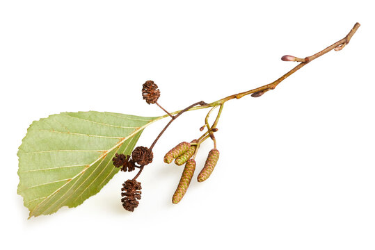 A branch of alder leaves, catkins and cones and green cones isolated on a white background with clipping path which does not include shadow. Branch of Alnus glutinosa, the common alder, black alder