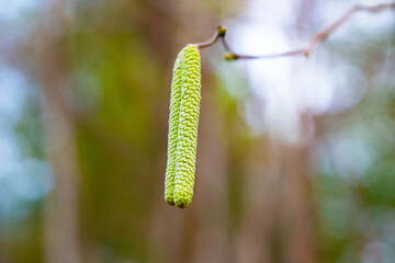 catkins of common hazel, Corylus avellana, the concept of starting a new life, early spring