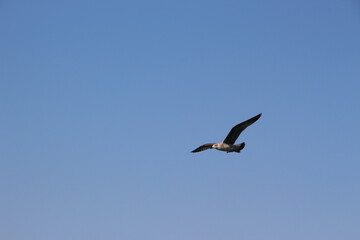 A seagull flying on the background of a blue sky.