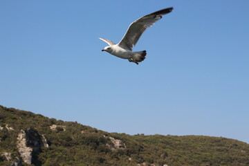 Fototapeta premium A seagull flying on the background of a blue sky.