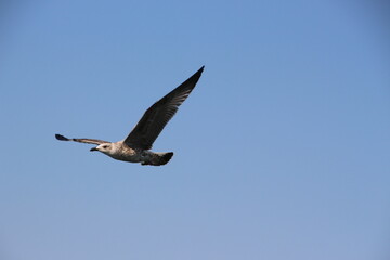 Fototapeta na wymiar A seagull flying on the background of a blue sky.