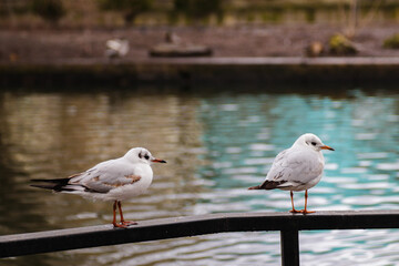 Two seagulls sit on the railing by the lake wallpaper