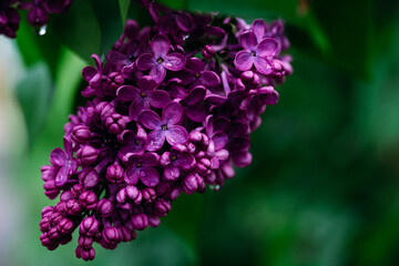 Blooming purple lilac in the garden