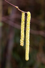 Naklejka premium catkins of common hazel, Corylus avellana, the concept of starting a new life, early spring